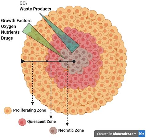 The structure of three-dimensional spheroids from outside to inside... | Download Scientific Diagram