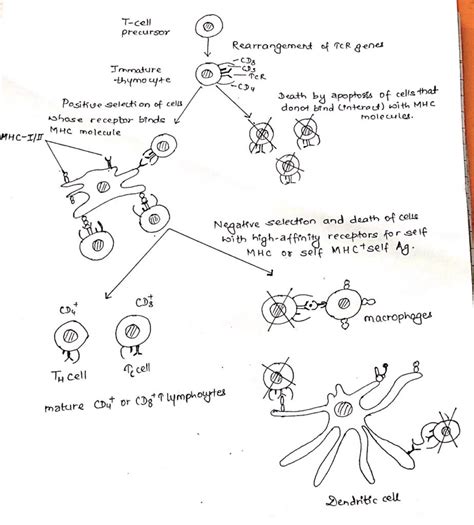 T-cell maturation, activation and differentiation - Online Biology Notes