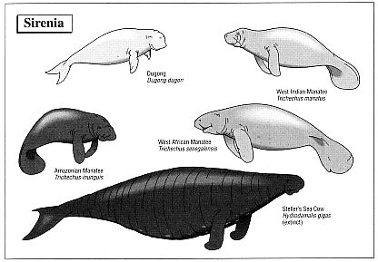 Biogeography of the Manatee