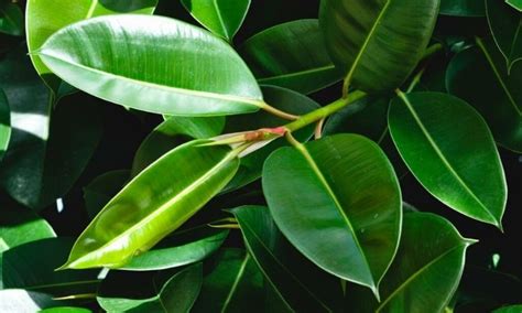 Rubber Tree (Ficus elastica): Expert Tips On Care, Pruning And Propagation