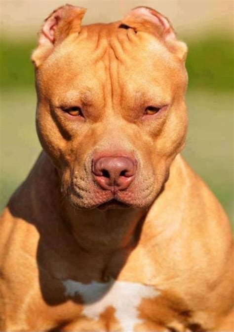 Chocolate red~nosed pitbull...what a beautiful dog! #bully dogs #bully ...