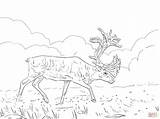 Migratory Woodland Caribou coloring page  Free Printable Coloring Pages sketch template