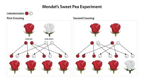 Mendel verses Darwin | adefenceofthebible.com