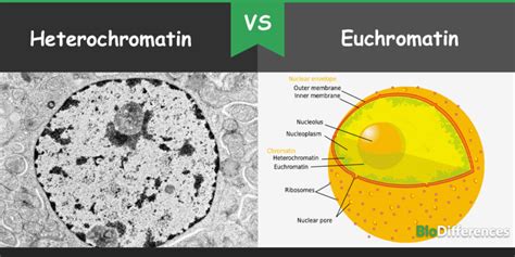 Difference Between Heterochromatin and Euchromatin – Bio Differences