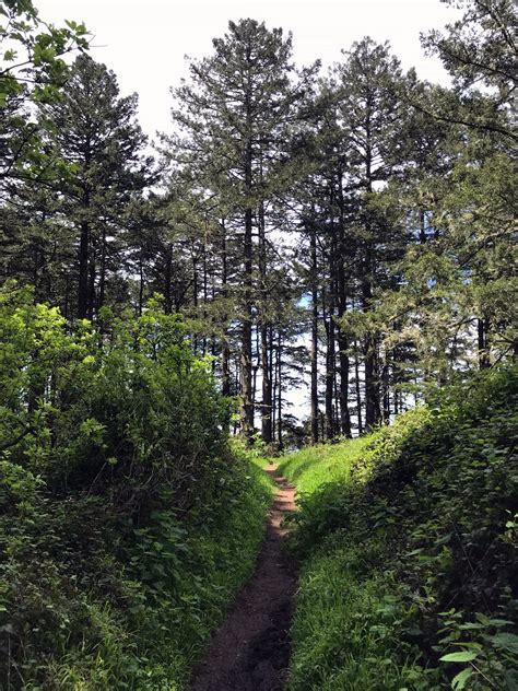 Meadow Trail — Point Reyes Nature