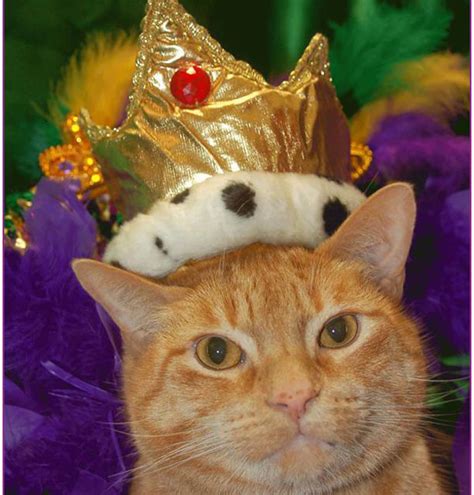 We Interview a Cat in the French Quarter About Mardi Gras - Catster