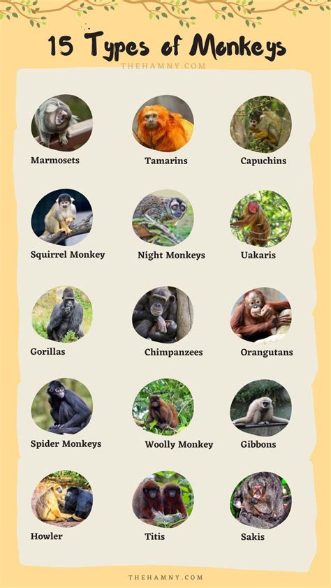 Types of monkeys chart List Of Animals, Types Of Animals, Animals And Pets, Wild Animals, Monkey ...