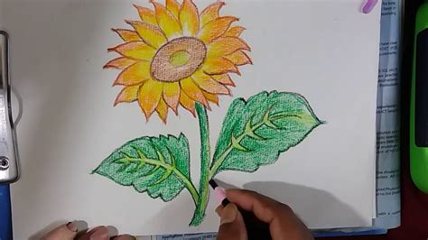 Realistic Sunflower Drawing Color / Click the sunflower coloring pages to view printable version ...