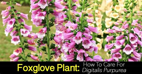 Foxglove Care: How To Grow The Digitalis Purpurea Plant