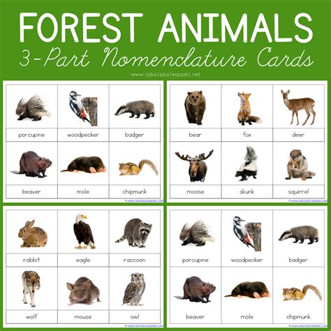 Montessori Nomenclature ~ Arctic Animals 3 Part Cards | LaptrinhX / News