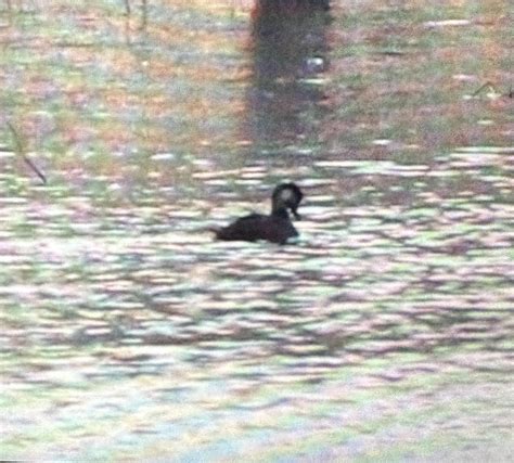 What kind of duck is this? Seen next to two Black Scoter’s, Littleton ...