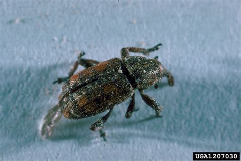 White Pine Weevil: Got Pests? : Board of Pesticides Control: Maine DACF