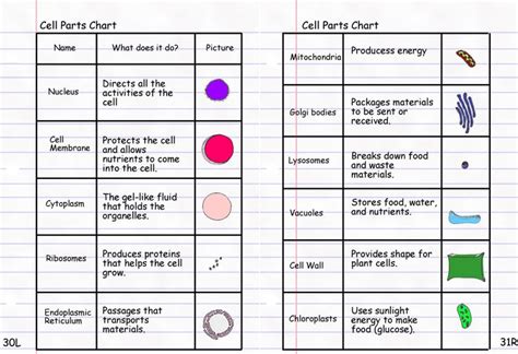 Cell parts, Cell parts and functions, Cell organelles