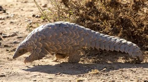 Kruger National Park Visitors Enjoy Pangolin Sighting [Video] - PANGOLINS