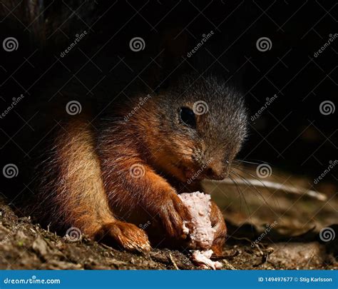 Squirrel, Sciurus Vulgaris Baby Sitting and Eating Stock Image - Image ...