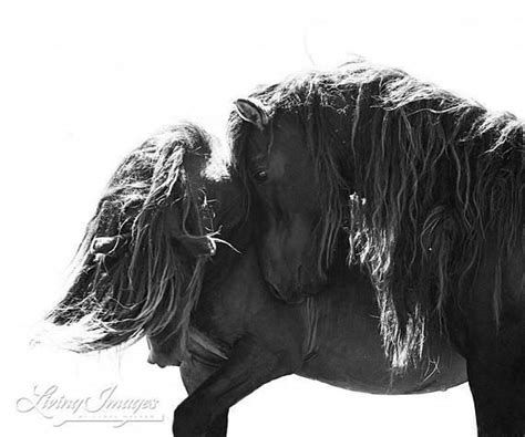 Wild Horse Photography Sable Island Horses Print two Sable - Etsy | Wild horses photography ...