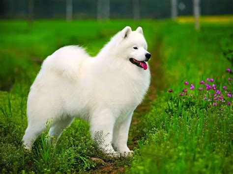 Chó Samoyed - Nguồn gốc, đặc điểm, cách nuôi và giá thành