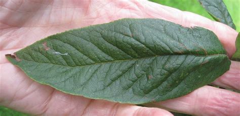 Medlar - Tree Guide UK Medlar tree identification