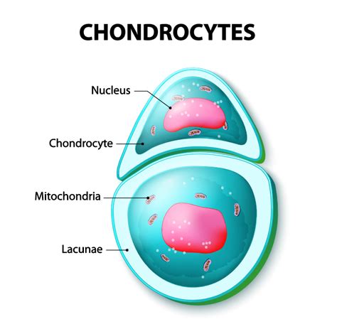 Cartilage SAC - SCIENTIST CINDY