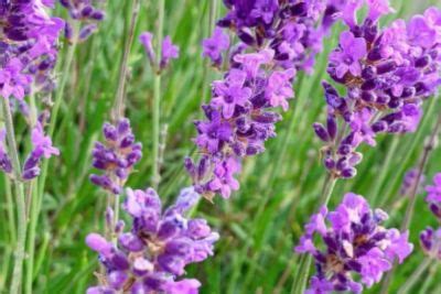 Lavender Companion Plants | Good and The Bad