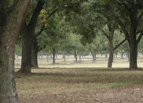 Pecan Orchard Establishment FAQs | Panhandle Agriculture