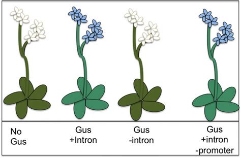 Office of Research Plant Genes May Lack Off Switch, But Have Volume Control - Office of Research