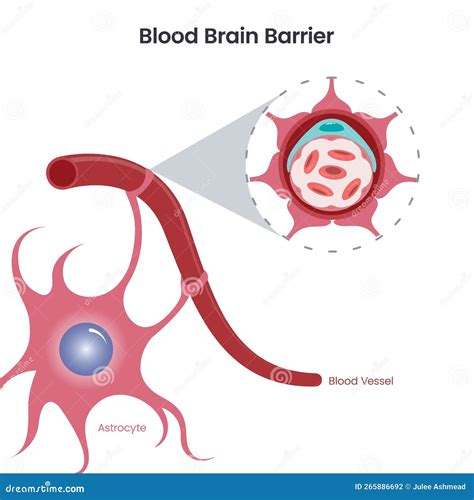 Blood Brain Barrier (BBB) Science Vector Illustration Stock Vector ...