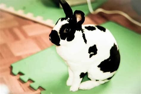 Checkered Giant Rabbits - A Complete Care Guide - The Bunny Hub