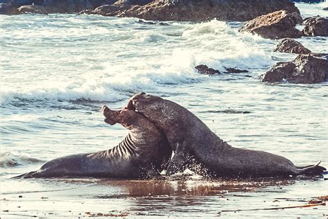 How Much Do Elephant Seals Weigh - Know How Community