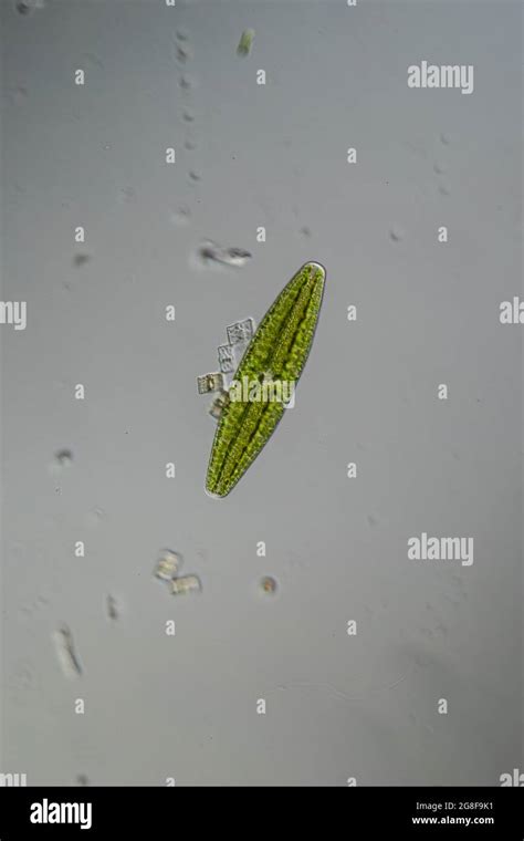 Green algae under the microscope 100x Stock Photo - Alamy