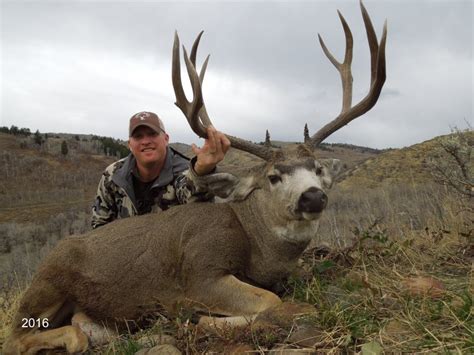 Trophy Mule Deer hunt Utah or Colorado. | Bucks & Bulls Guides & Outfitters