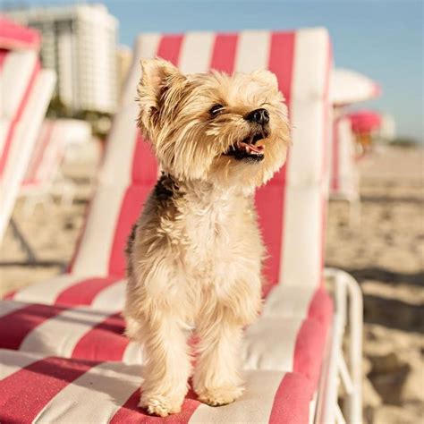 The Best Pet-Friendly Hotels In Miami