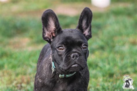 Cucciolata D - Allevamento Bouledogue Francese Makibull