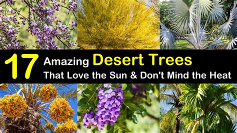 The Best Desert Trees with Picture and Names - EatHappyProject