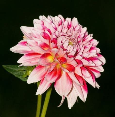 mexico's national flower: dahlia flower | Dahlia flower, Dahlia, Flowers