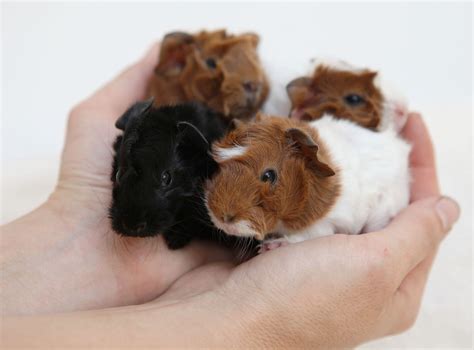 heiko's tumblr - four new baby guinea pigs, born overnight last...