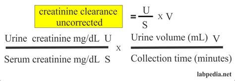 Creatinine Clearance Equation 24 Hour Urine - Tessshebaylo