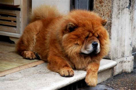 Chow Chow Colors: A Complete Guide For Chow Chow Lovers