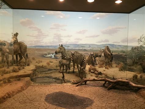 Carnegie Museum of Natural History | Nature museum, Carnegie museum, Museum