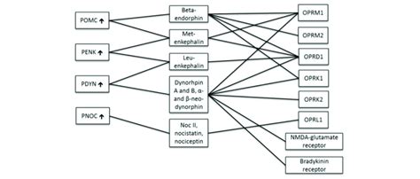 Endogenous opioids and receptors. Opioid precursor genes are on the... | Download Scientific Diagram