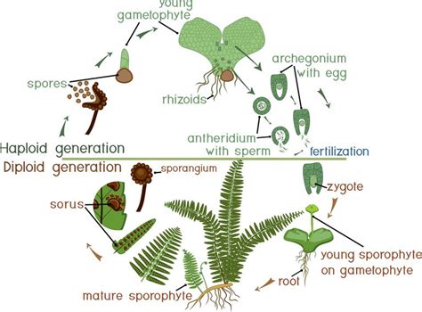 Fern Life Cycle - How Fern Reproduction Works