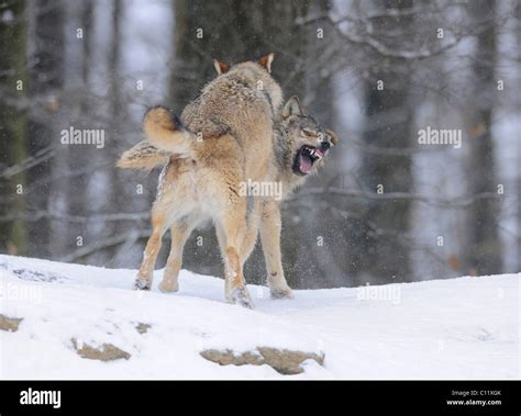 Wolves fighting about hierarchy, Mackenzie Wolf, Alaskan Tundra Wolf or ...