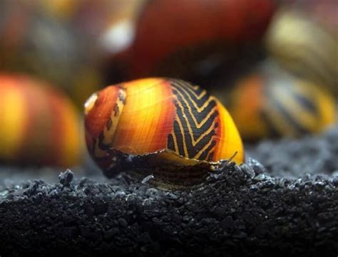 Nerite Snail • Care Guide (Tank Setup, Mates & Diet)