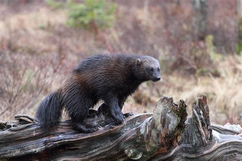 Arctic Wildlife - the animals of Lapland | Visit Finnish Lapland