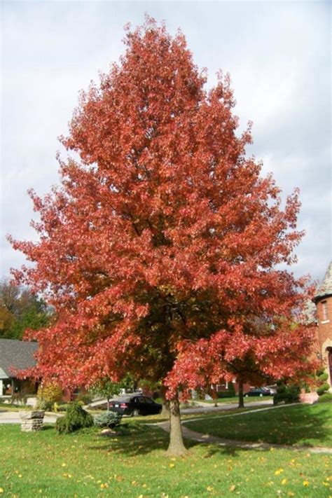 Quercus ellipsoidalis | Northern Pin Oak | Jim Whiting Nursery