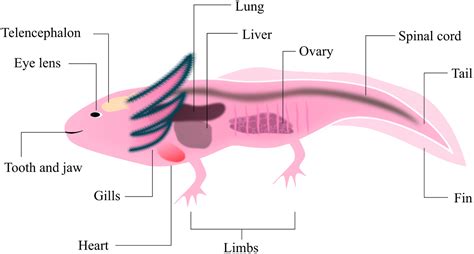 Axolotl: A resourceful vertebrate model for regeneration and beyond - Bölük - 2022 ...