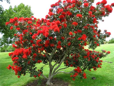 a tree with red flowers on it in the grass