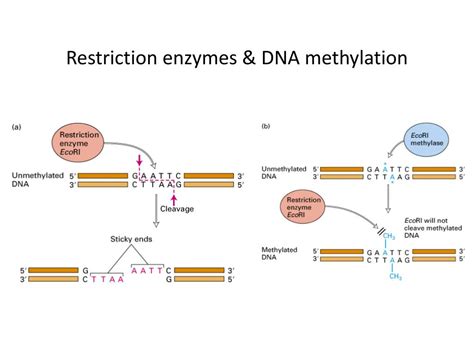 PPT - MCB 720: Molecular Biology PowerPoint Presentation, free download - ID:3516125