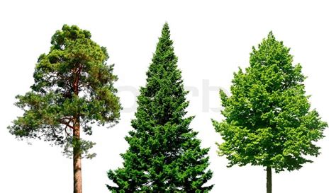 Three different trees isolated on white | Stock image | Colourbox