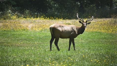 Animals & Plants Found in the Appalachian Mountains | Sciencing